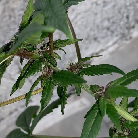 Nemo II growlog timeline photo