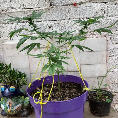 Nemo II growlog timeline photo