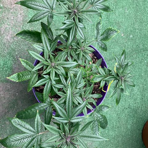 Nemo II growlog timeline photo