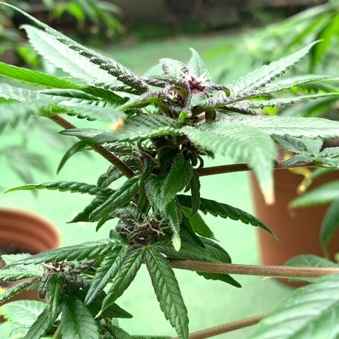 Nemo II growlog timeline photo