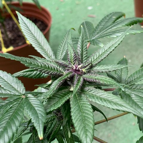 Nemo II growlog timeline photo