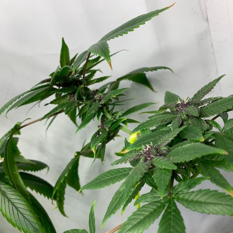 Nemo II growlog timeline photo