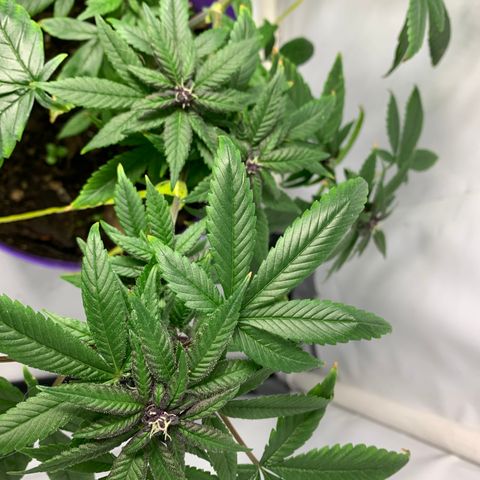 Nemo II growlog timeline photo