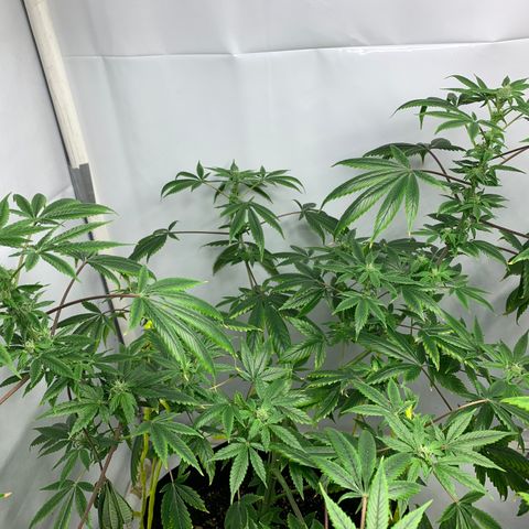 Afghani IV growlog timeline photo