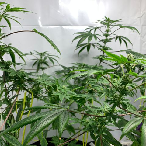 Afghani IV growlog timeline photo