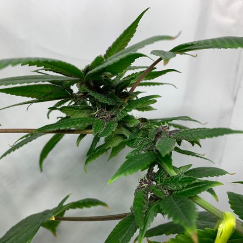 Nemo II growlog timeline photo