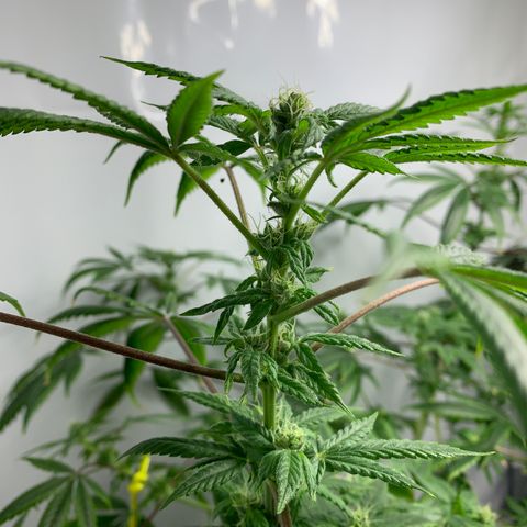 Afghani IV growlog timeline photo