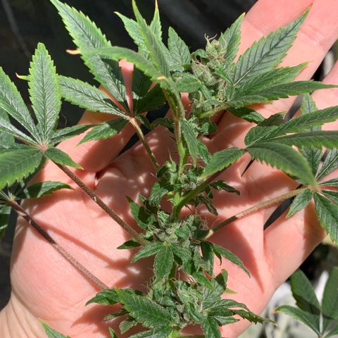 Afghani IV growlog timeline photo