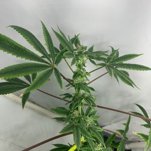 Afghani IV growlog timeline photo