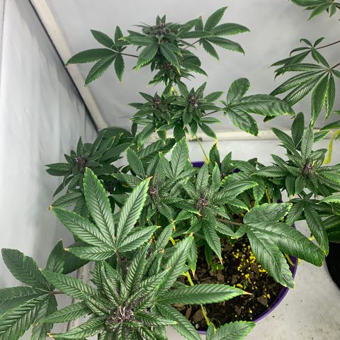 Nemo II growlog timeline photo
