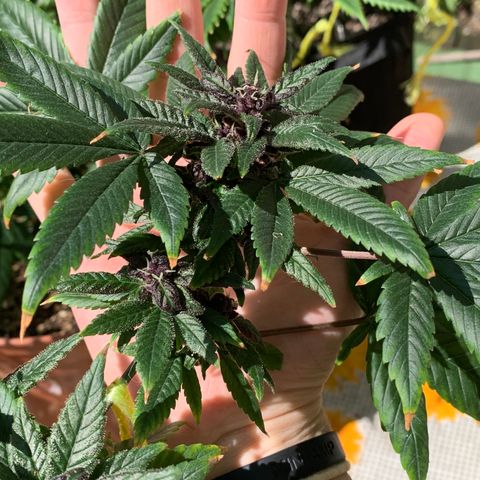 Nemo II growlog timeline photo