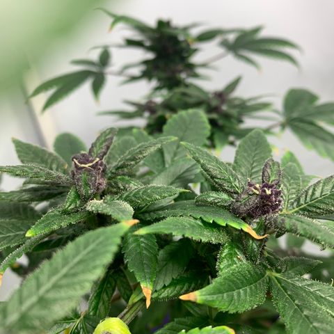Nemo II growlog timeline photo