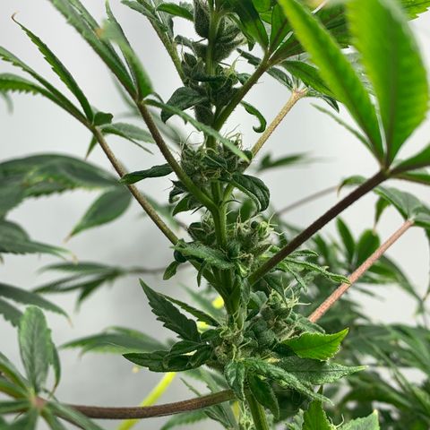 Afghani IV growlog timeline photo