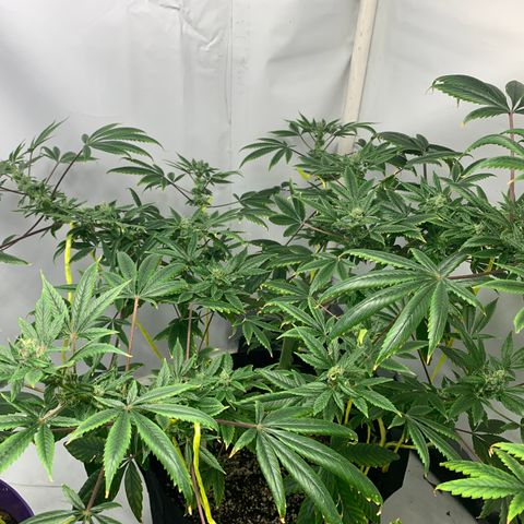 Afghani IV growlog timeline photo
