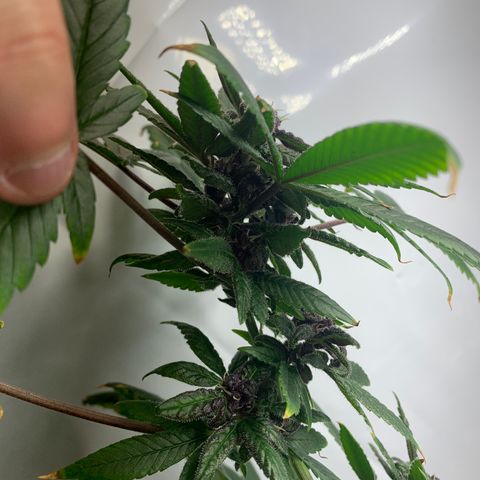 Nemo II growlog timeline photo