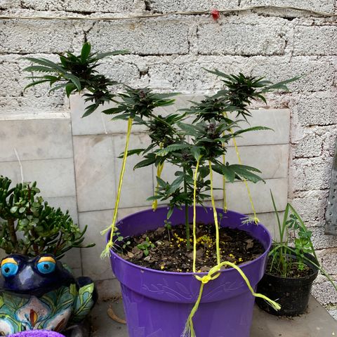 Nemo II growlog timeline photo