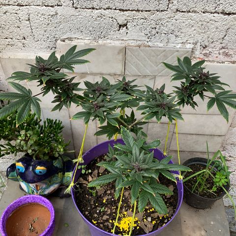 Nemo II growlog timeline photo