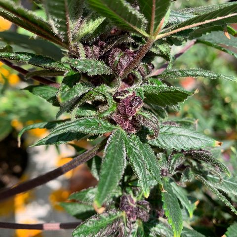 Nemo II growlog timeline photo