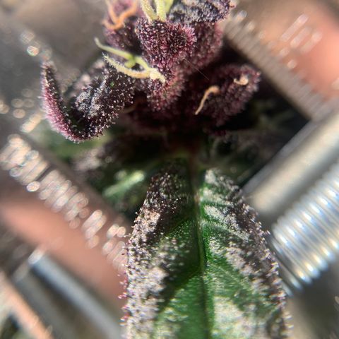 Nemo II growlog timeline photo
