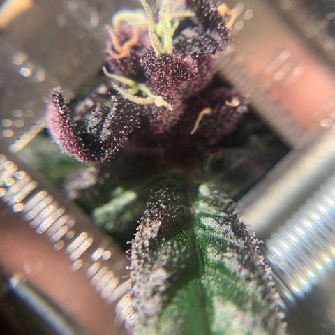Nemo II growlog timeline photo