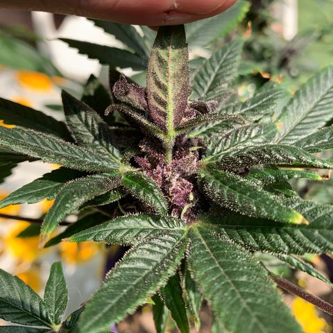 Nemo II growlog timeline photo