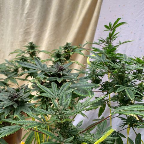 Nemo II growlog timeline photo