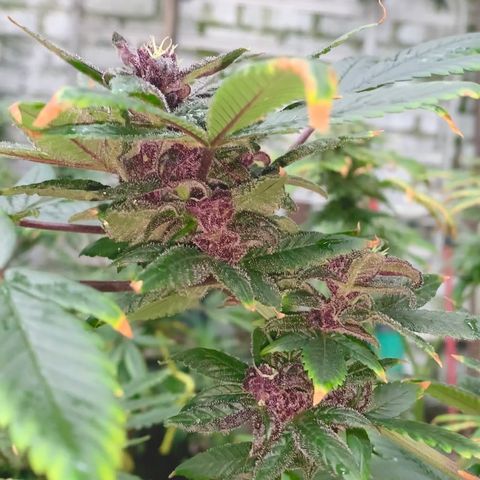 Nemo II growlog timeline photo