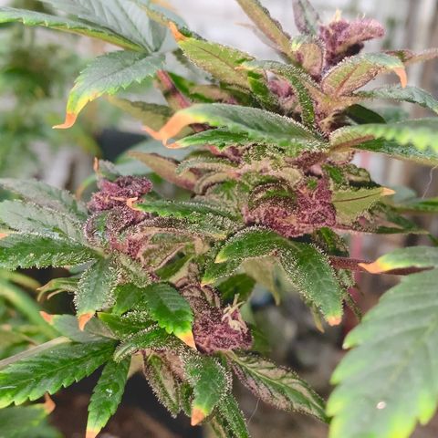 Nemo II growlog timeline photo