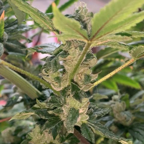 Afghani IV growlog timeline photo