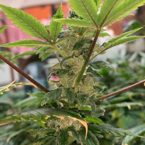 Afghani IV growlog timeline photo