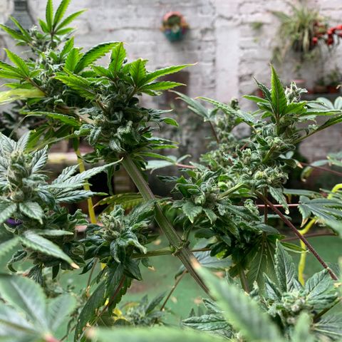 Afghani IV growlog timeline photo