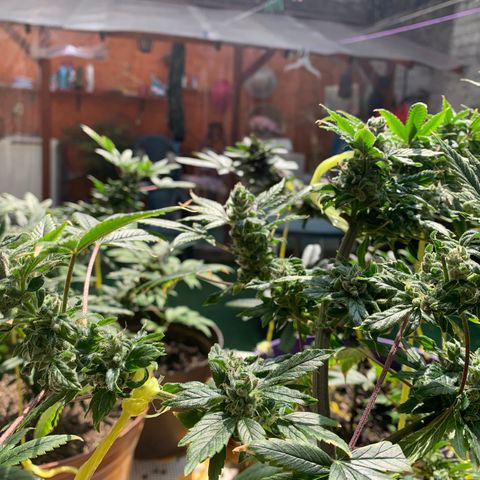 Afghani IV growlog timeline photo