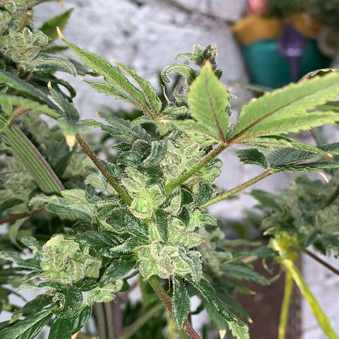 Afghani IV growlog timeline photo