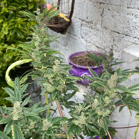 Afghani IV growlog timeline photo