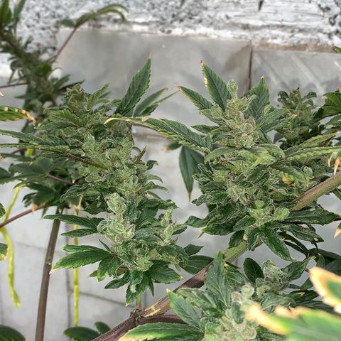 Afghani IV growlog timeline photo