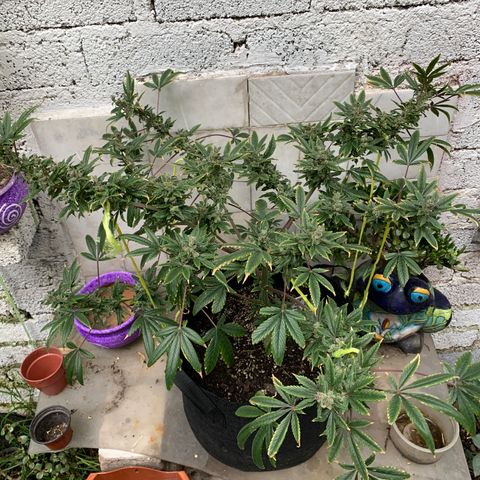 Afghani IV growlog timeline photo