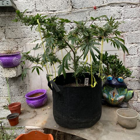 Afghani IV growlog timeline photo