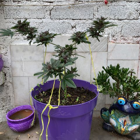 Nemo II growlog timeline photo