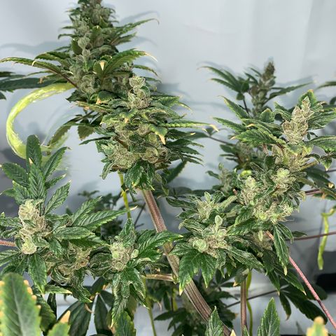 Afghani IV growlog timeline photo