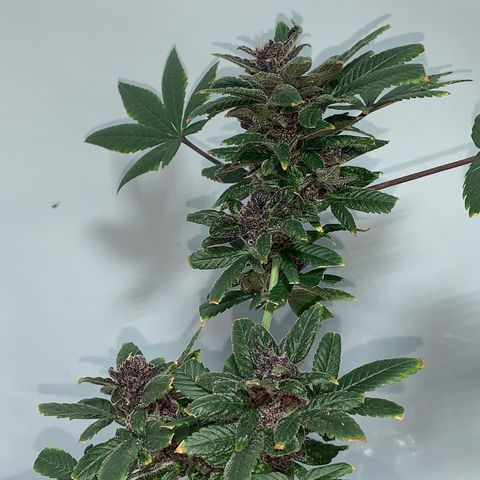 Nemo II growlog timeline photo