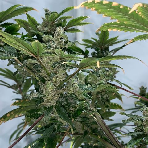 Afghani IV growlog timeline photo