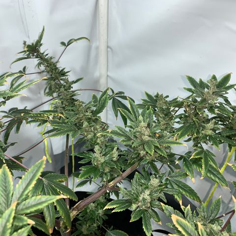 Afghani IV growlog timeline photo