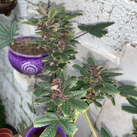 Nemo II growlog timeline photo