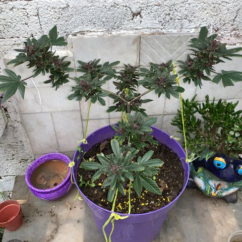 Nemo II growlog timeline photo