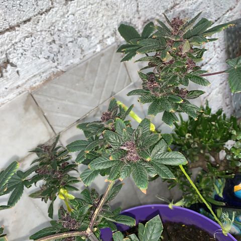 Nemo II growlog timeline photo
