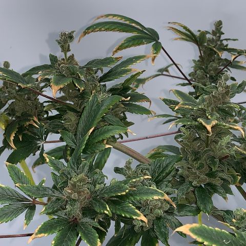 Afghani IV growlog timeline photo