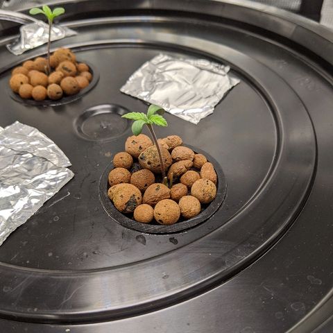 First #2 growlog timeline photo