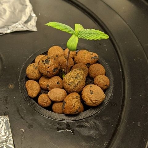 First #2 growlog timeline photo