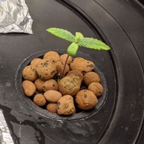 First #2 growlog timeline photo
