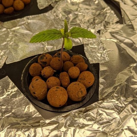 First #2 growlog timeline photo